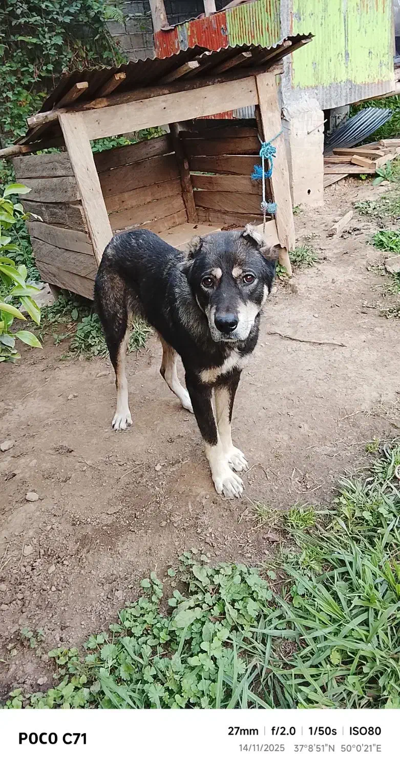 فروش سگ|سگ|لاهیجان, آهندان|دیوار