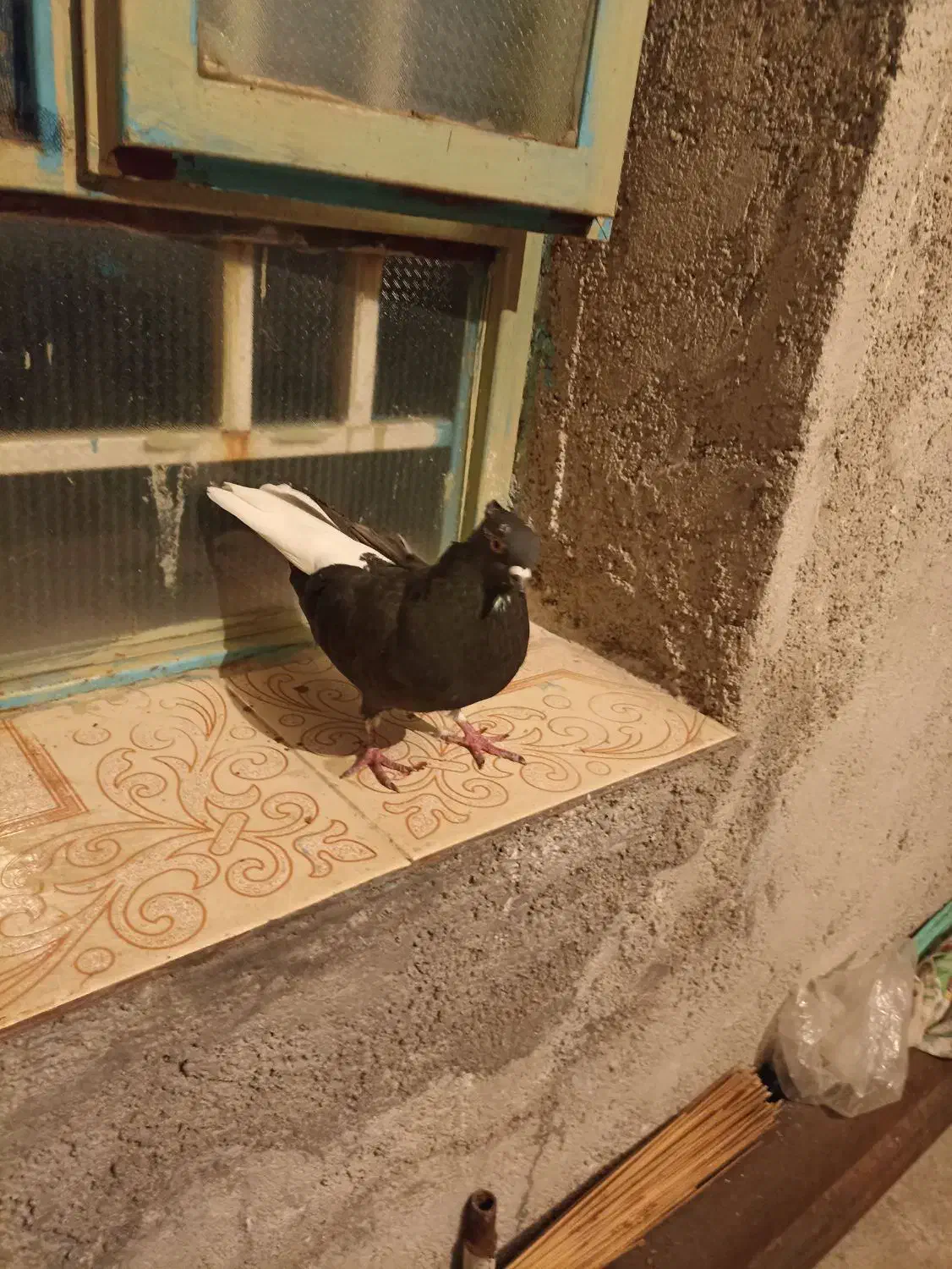 یک عدد سیاه دمسفید.معاوضه دارم|پرنده|دهدشت, |دیوار