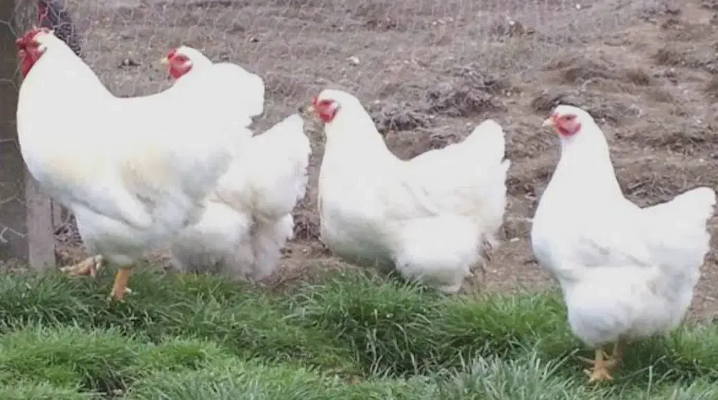 مرغ محلی ۲۸۰|خوردنی و آشامیدنی|رشت, حمیدیان|دیوار