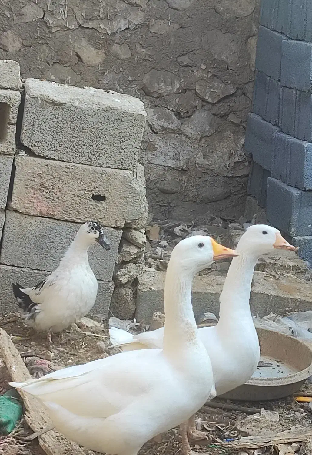 غاز و اردک|حیوانات مزرعه|جم, |دیوار