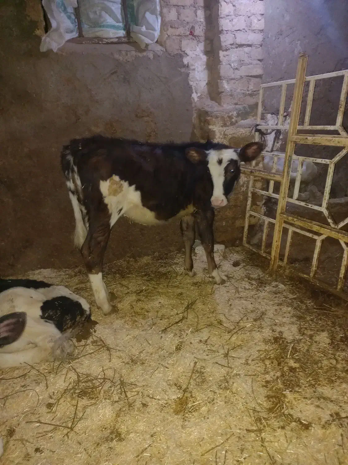 فروش گوساله|حیوانات مزرعه|قیدار, |دیوار