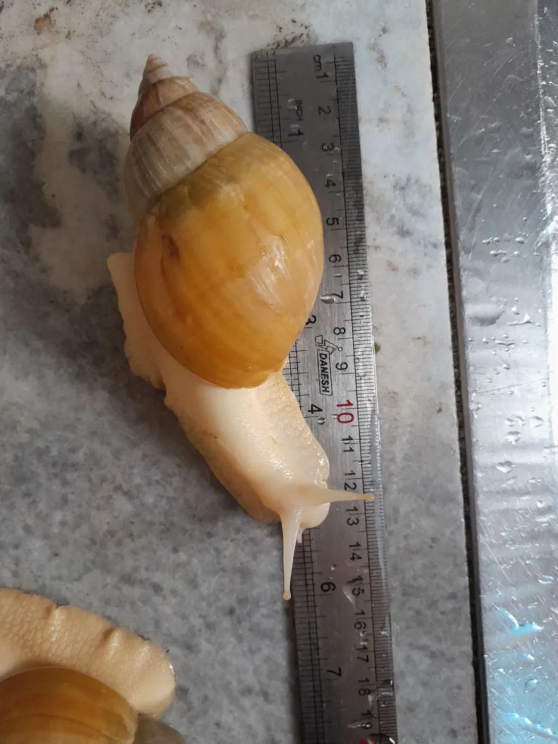 حلزون آچاتینا آلبینو|خزنده|تهران, شهرک محلاتی|دیوار