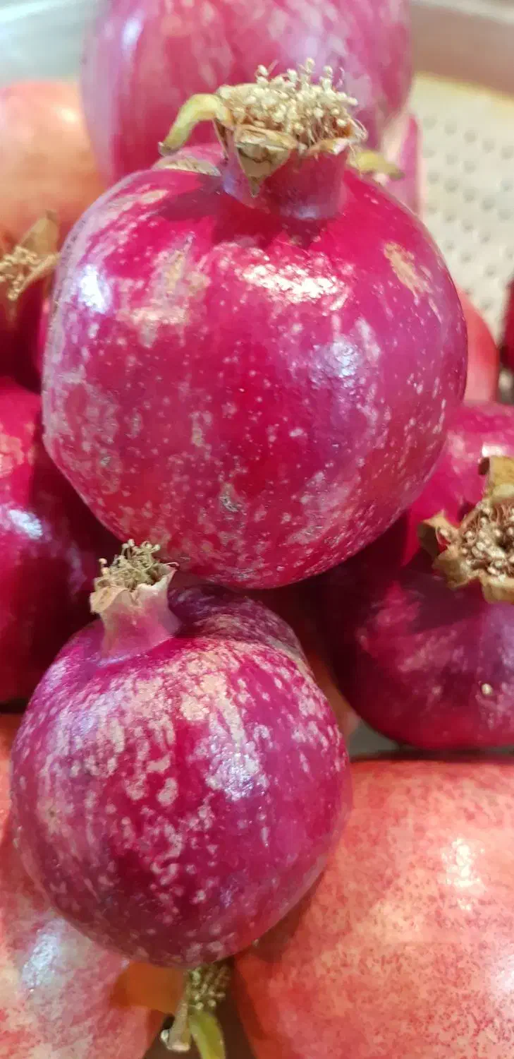 انار درجه یک رباب قصردشتی دانه قرمز میخوش|خوردنی و آشامیدنی|شیراز, میرزاکوچک خان|دیوار