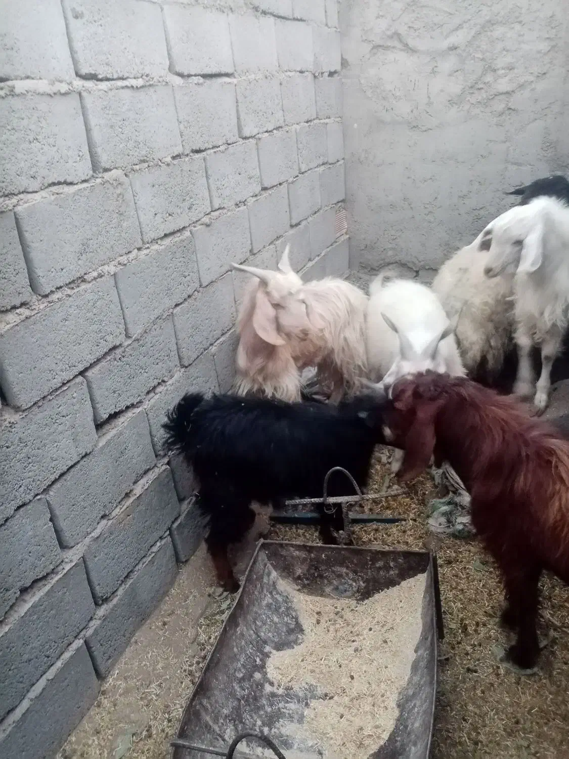 کره محلی از 8کیلو گوشت تا 15|حیوانات مزرعه|زرند, |دیوار