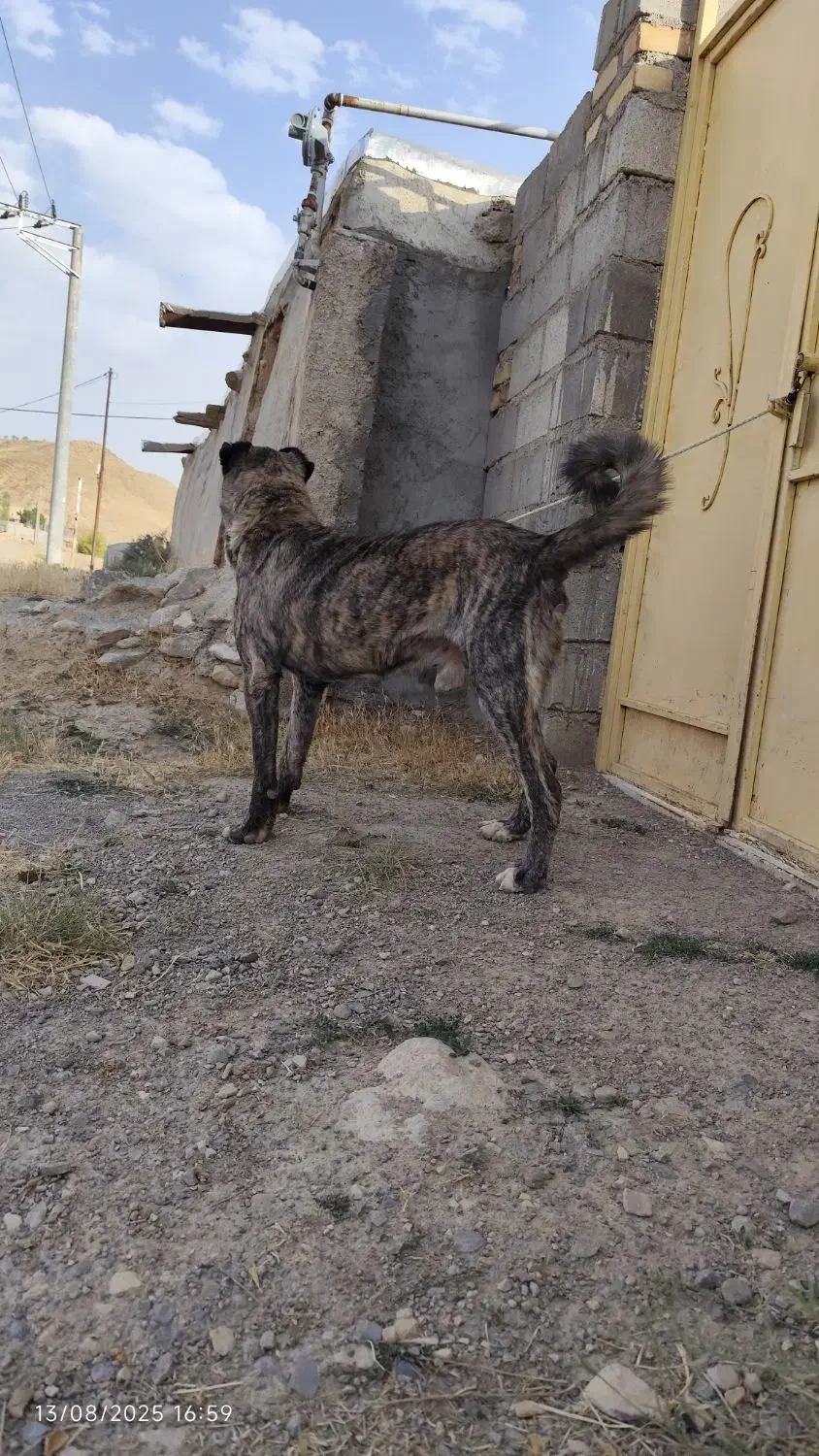 واگذاری سگ|سگ|قوچان, |دیوار