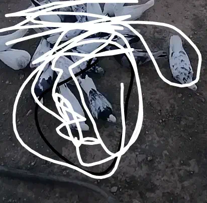 کمتر|حیوانات|اراک, |دیوار