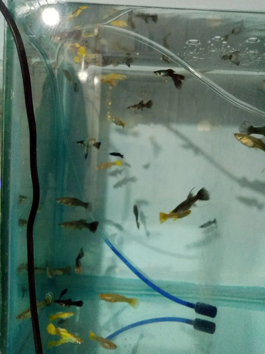 گوپی خاص|ماهی|تربت‌حیدریه, باغ سلطانی|دیوار