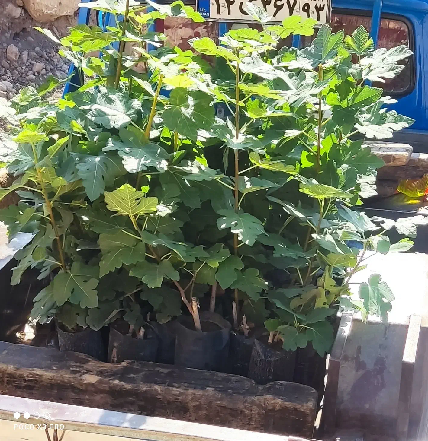 نهال انجیر گلدانی سفید خشکباری استهبانی در شیراز|خدمات باغبانی و درختکاری|شیراز, رکنآباد|دیوار