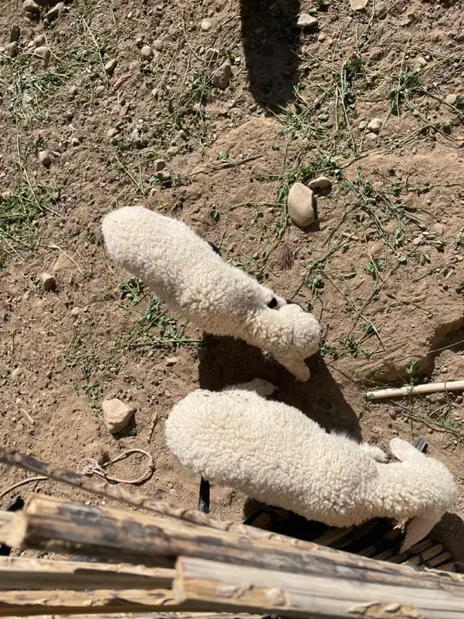 حیوانات|حیوانات مزرعه|توکهور, |دیوار