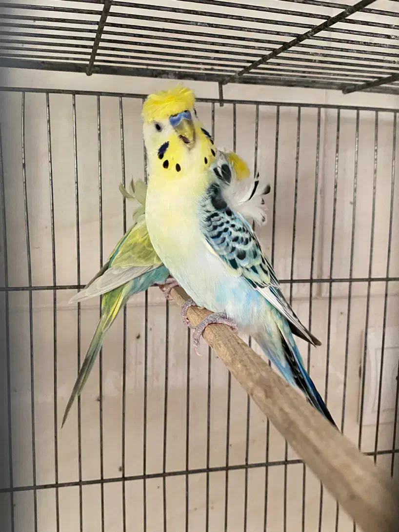 مرغ عشق|پرنده|یزد, |دیوار