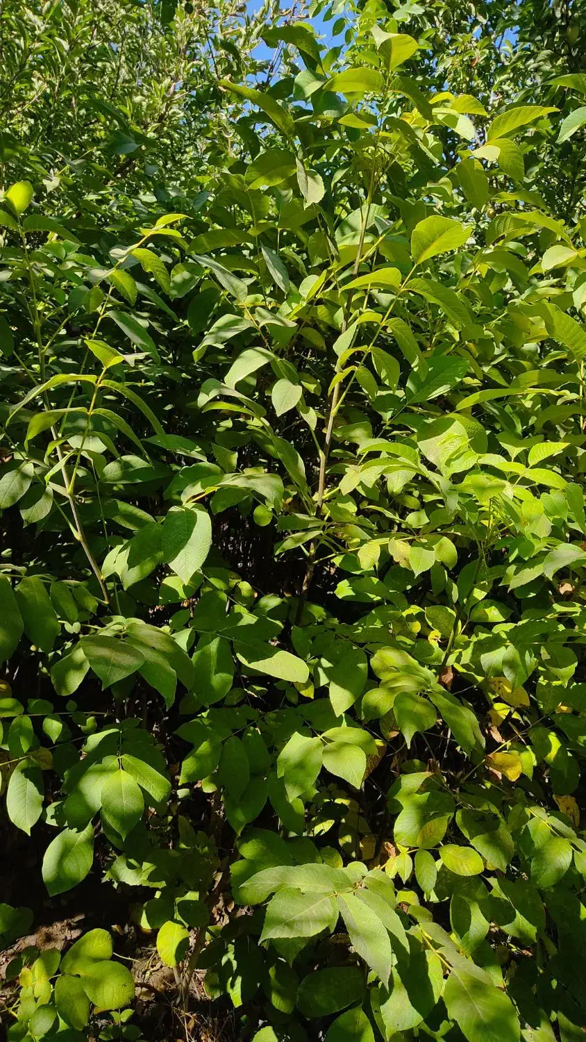 نهال گردو|خدمات باغبانی و درختکاری|خوانسار, |دیوار