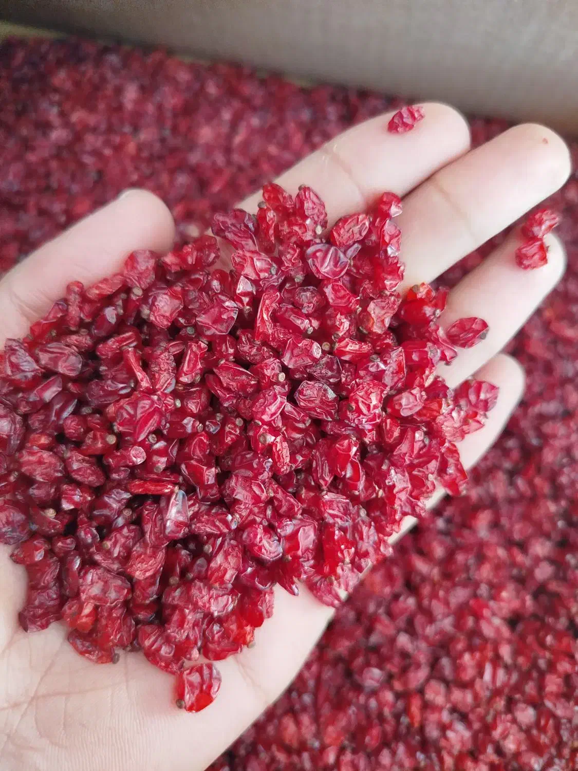 زرشک دانه اناری و زیر تالاری محصول پاییز ۱۴۰۴ قائن|خوردنی و آشامیدنی|قائن, |دیوار