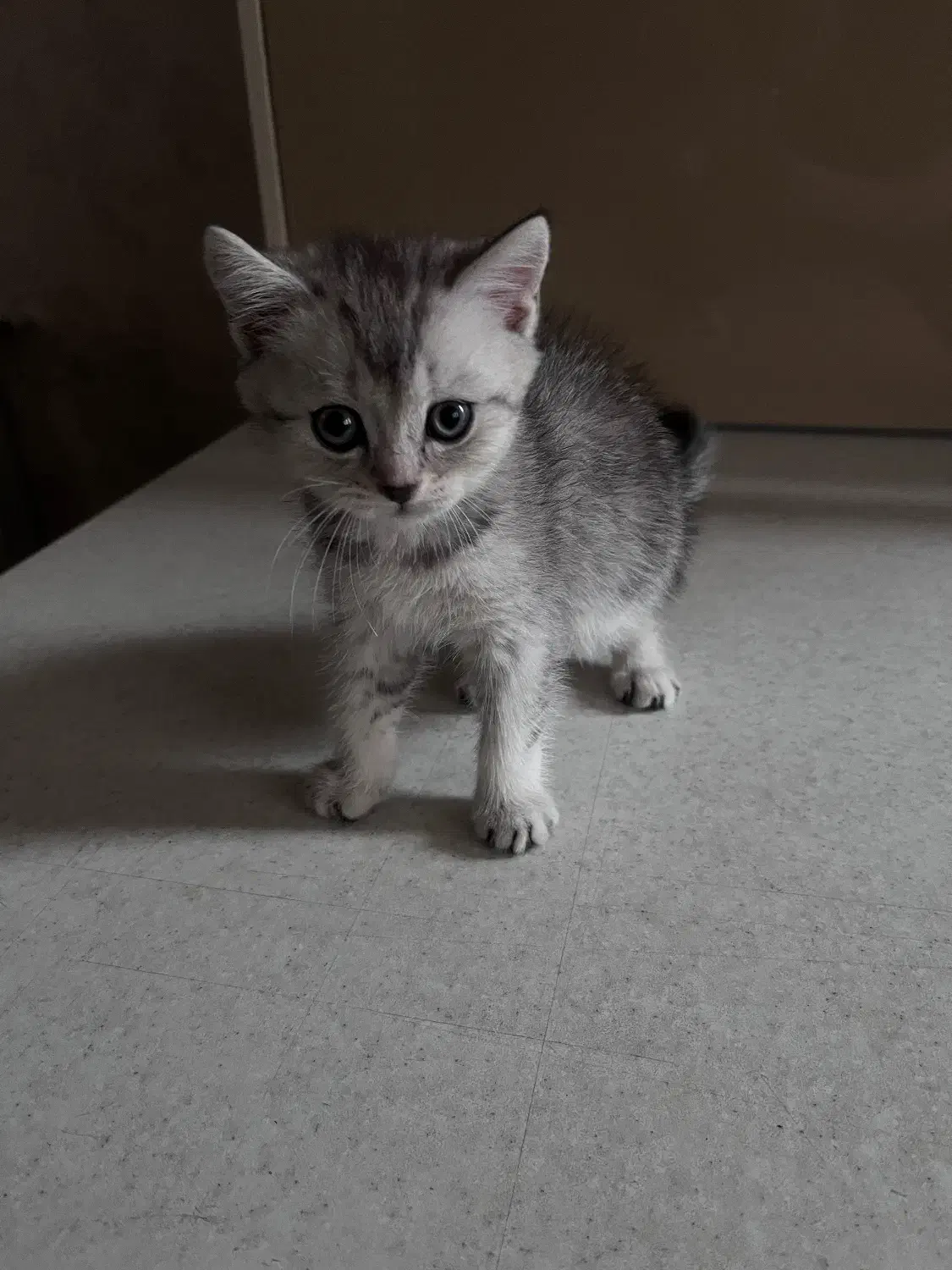 بچه گربه بیریتیش|گربه|تهران, صادقیه|دیوار