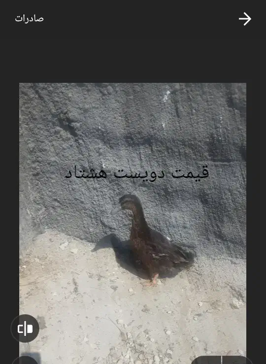سه تا خروس|پرنده|بندر کنگان, |دیوار