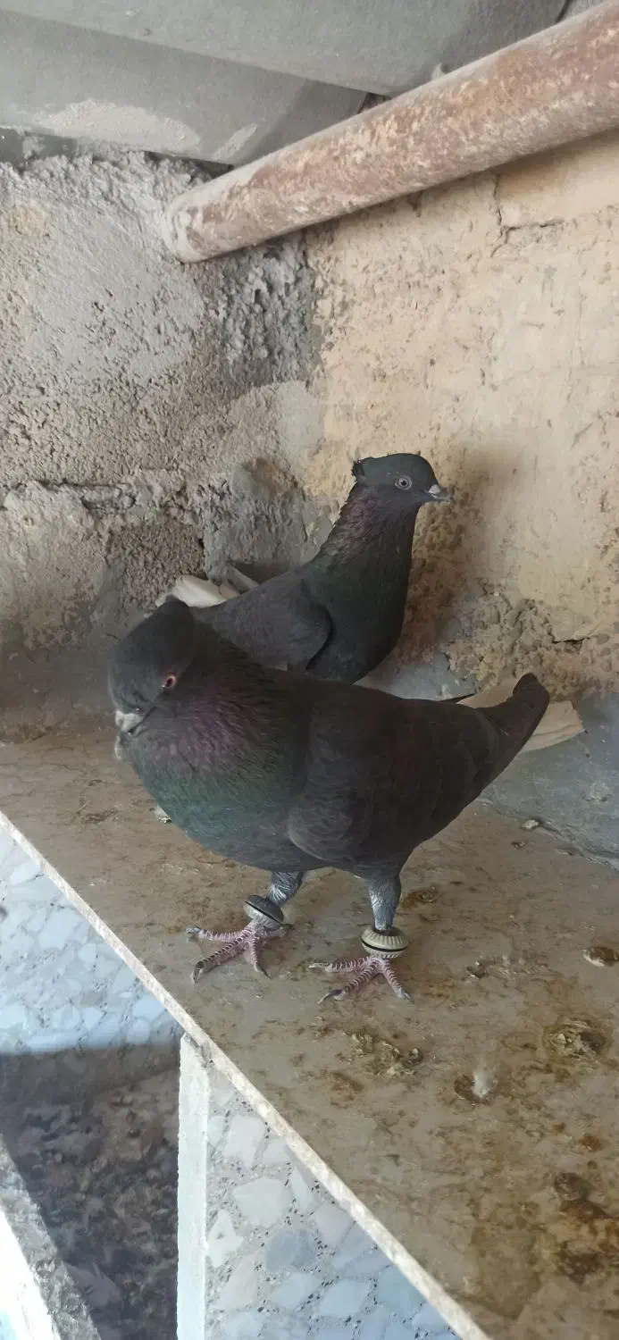 دم سفید|پرنده|گله دار, |دیوار