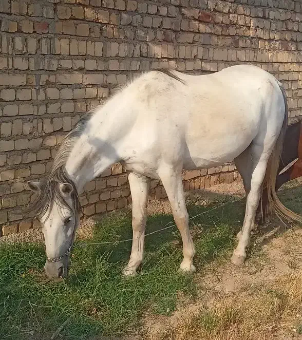 اسب مادیون|اسب و تجهیزات اسب‌سواری|نوبران, |دیوار