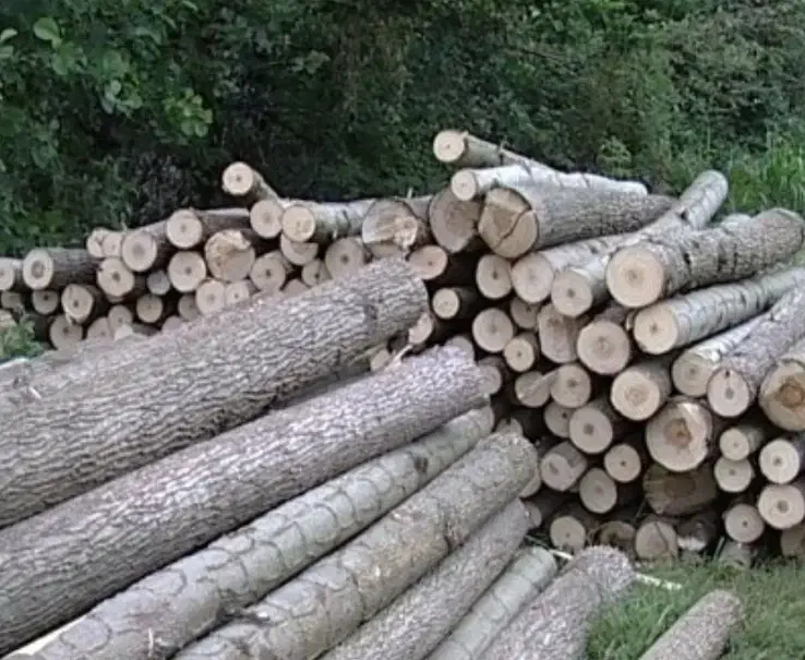 چوب توسکا و اوجا و افرا...|خدمات باغبانی و درختکاری|سنگر, |دیوار