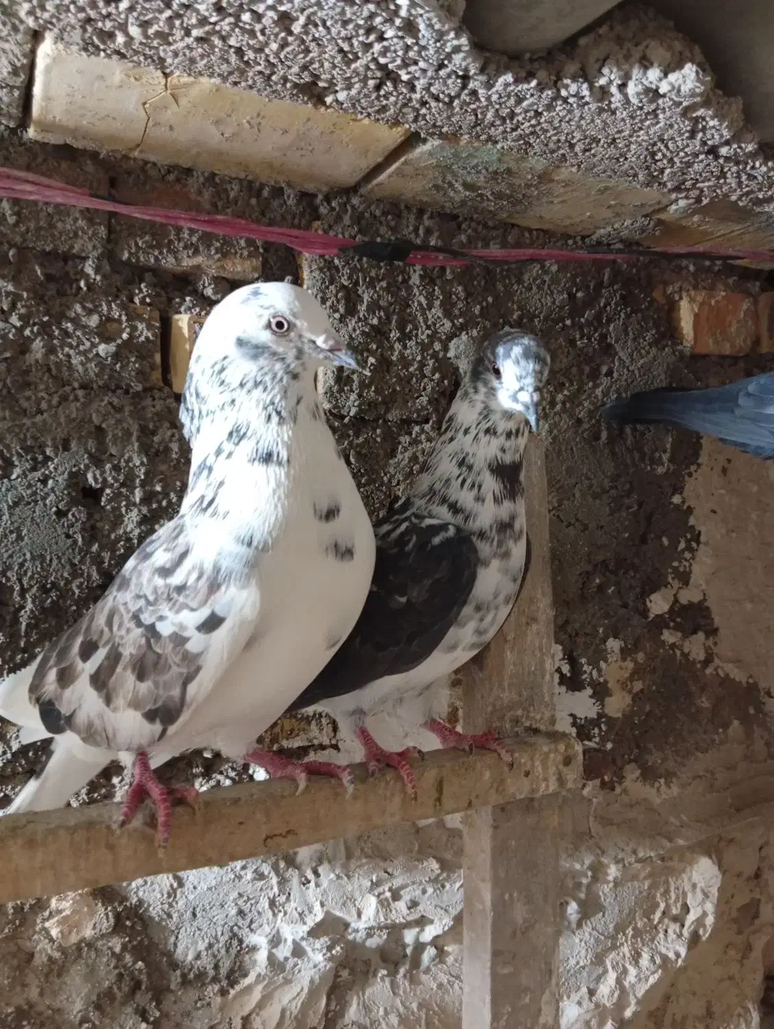 کبوتر|پرنده|خرمشهر, |دیوار