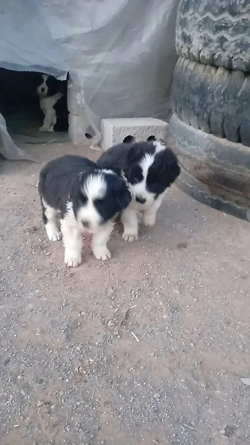 توله سگ|سگ|مبارکه, |دیوار