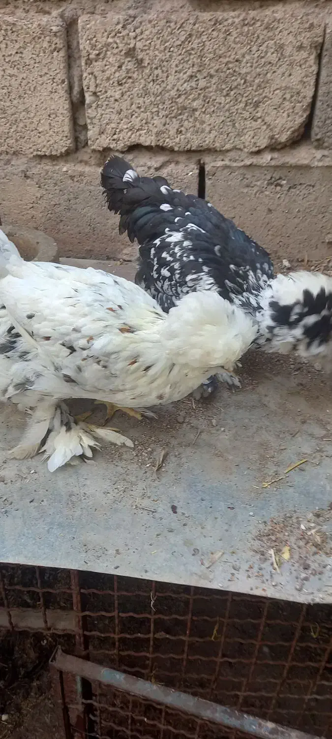 سلطانی|حیوانات مزرعه|منجیل, |دیوار