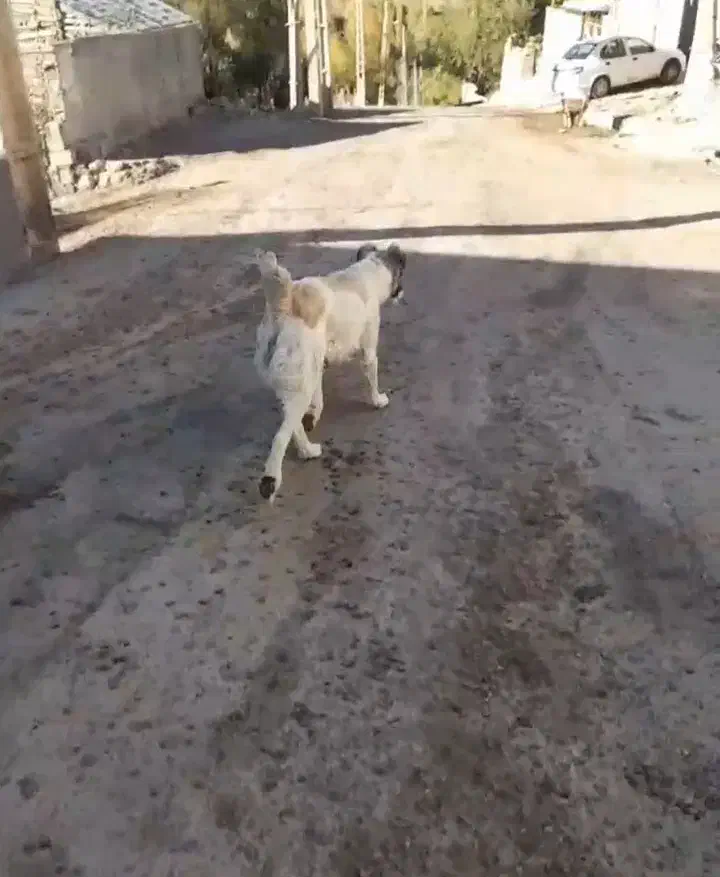 دوعدد سگ|سگ|خلخال, |دیوار