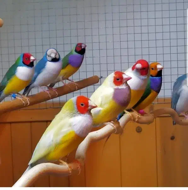 فنچ گلدین|پرنده|کرمان, |دیوار