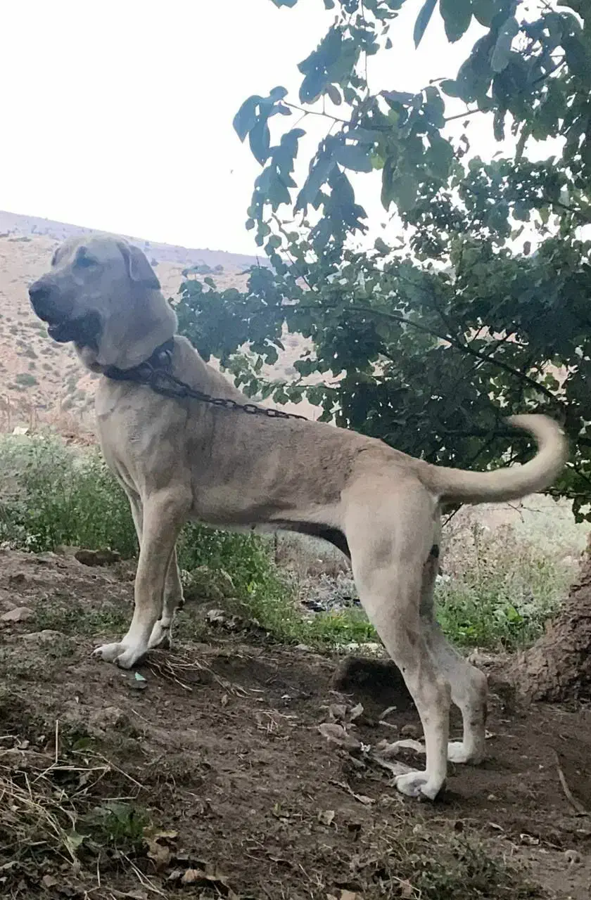 سگ پژدر|سگ|اسلام‌شهر, شهرک محمدیه|دیوار