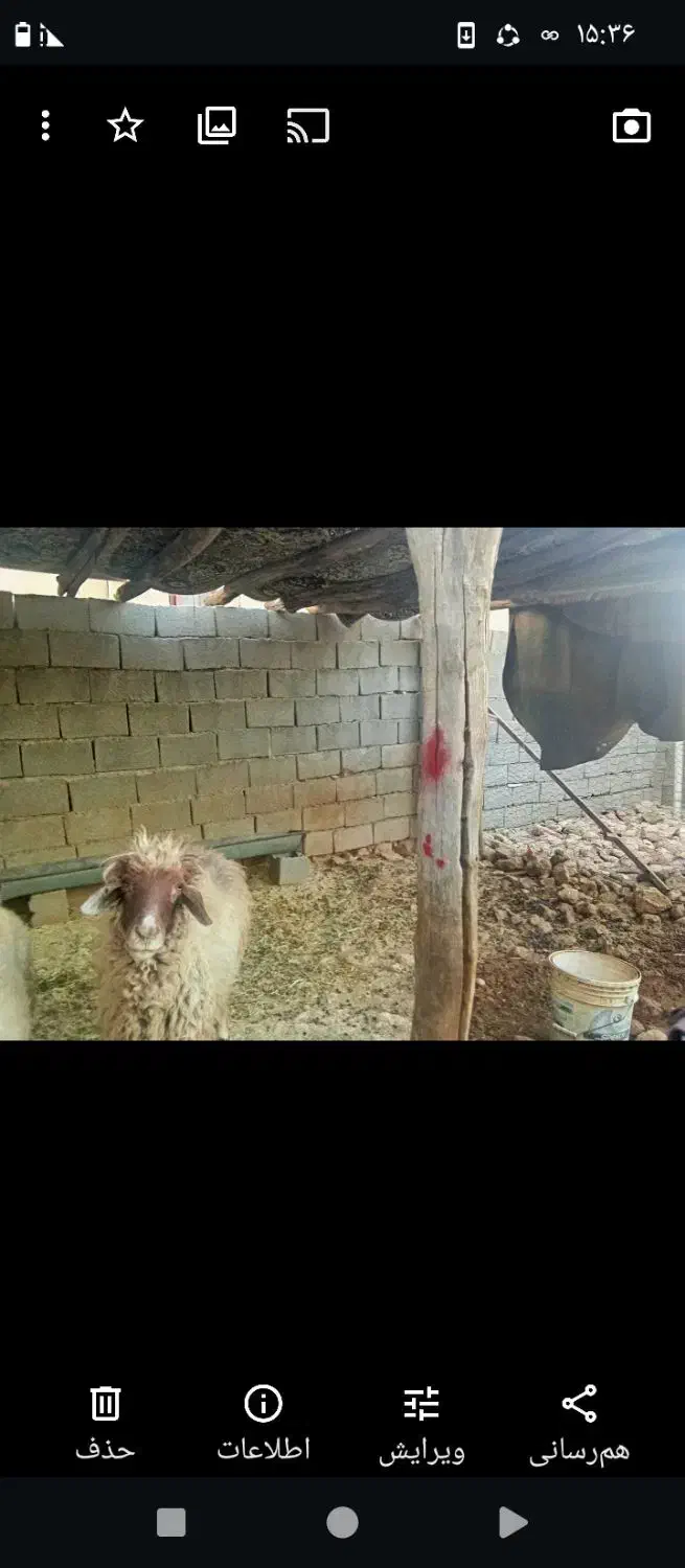 گوسفند آشتی وگوشتی|حیوانات مزرعه|سیروان, |دیوار