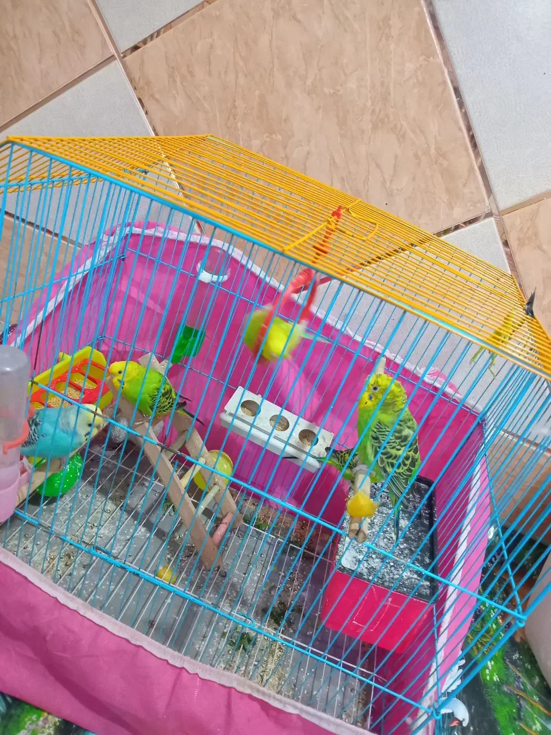 فروش مرغ عشق|پرنده|شادگان, |دیوار