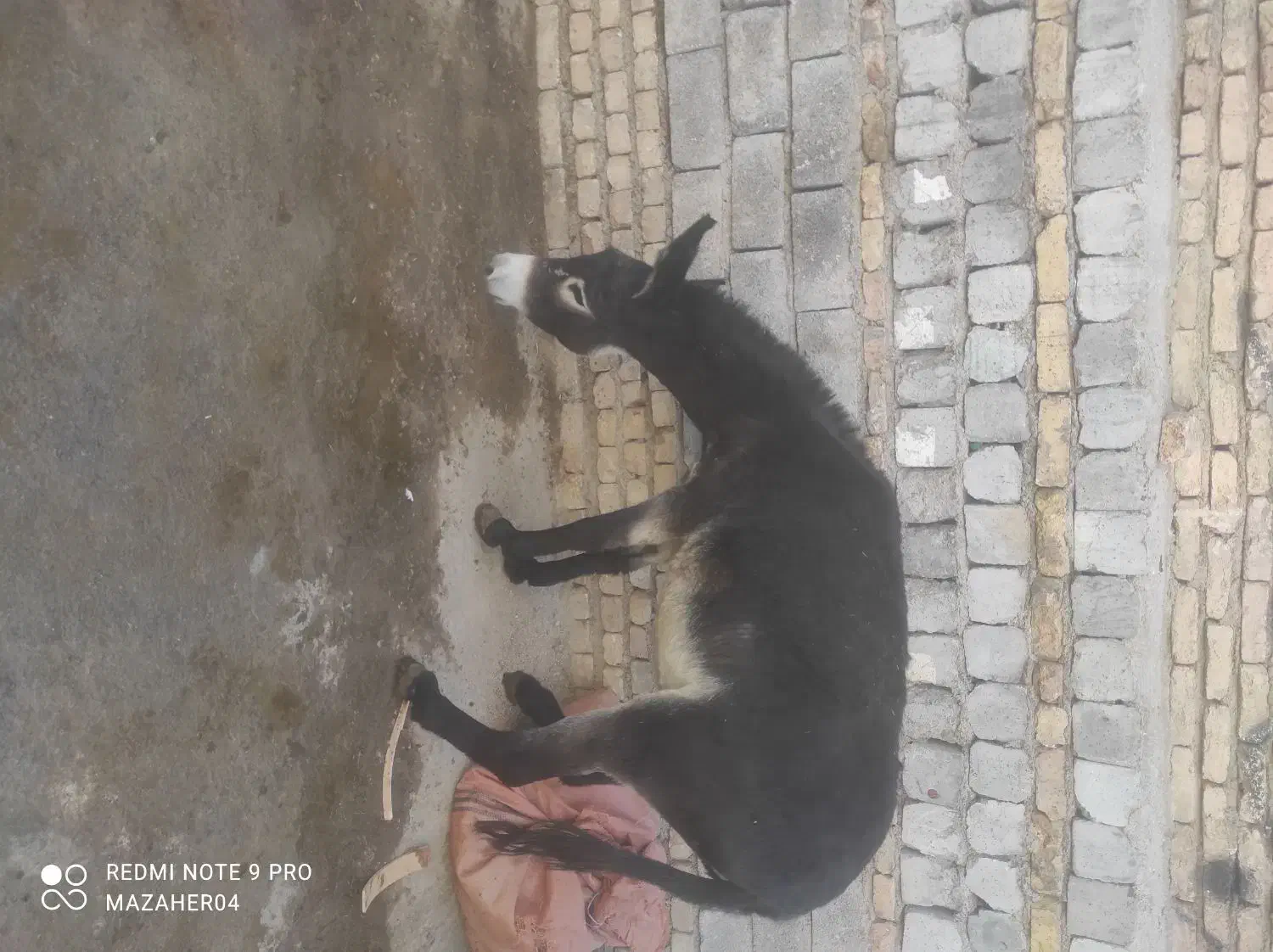 شیر الاغ|خوردنی و آشامیدنی|سیستان, |دیوار