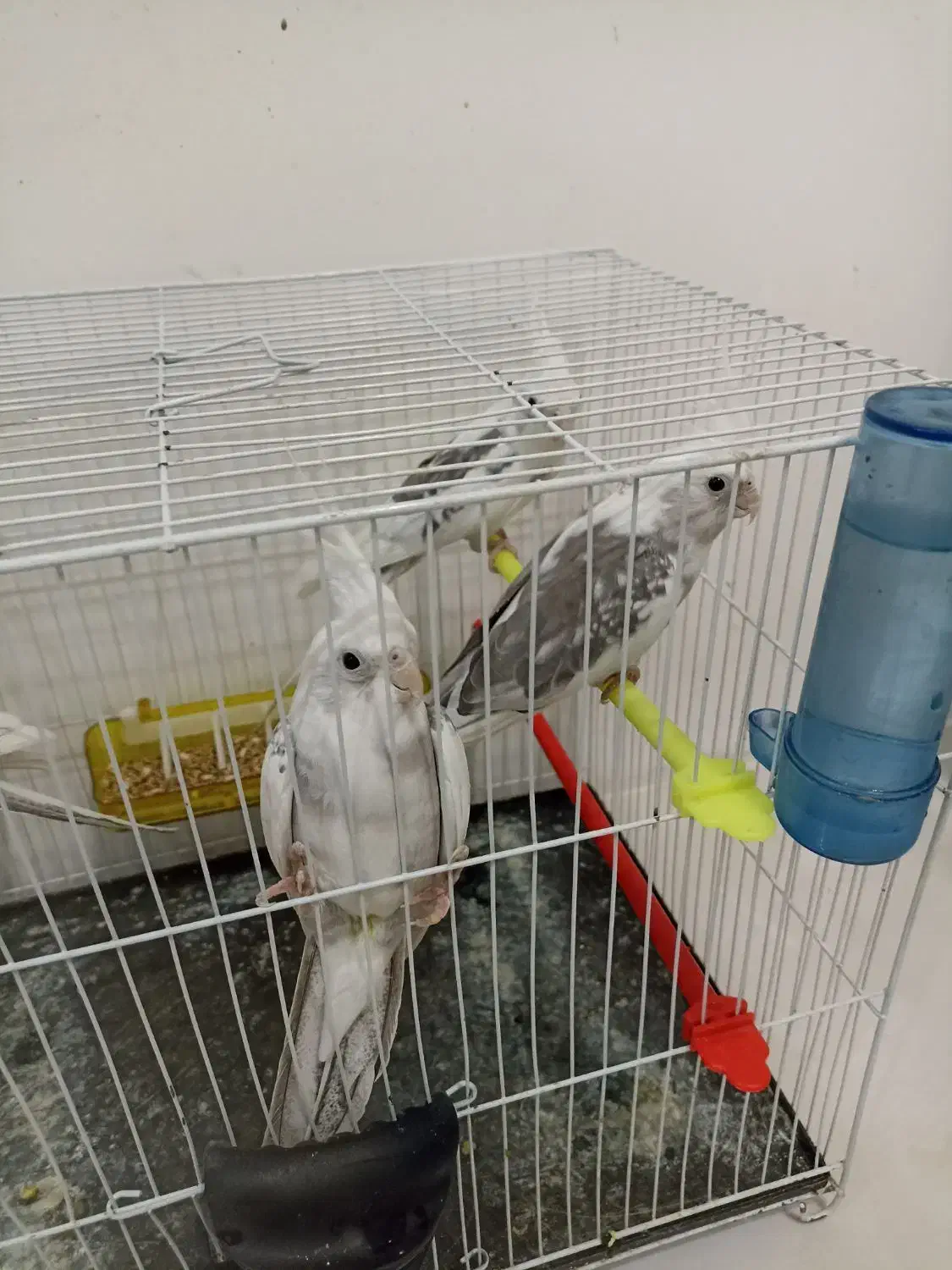 عروس هلندی دوکت آلبینو  مولد|پرنده|مشهد, امیریه|دیوار