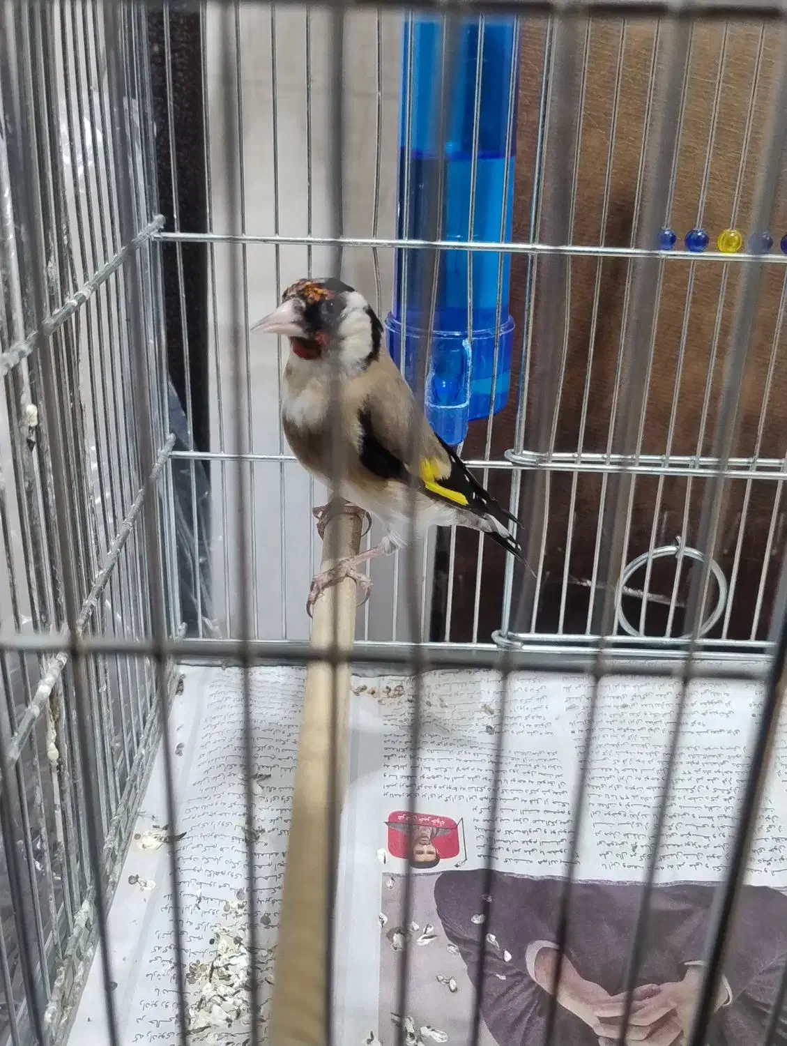 سهره جوجه قفس|پرنده|کرمانشاه, |دیوار