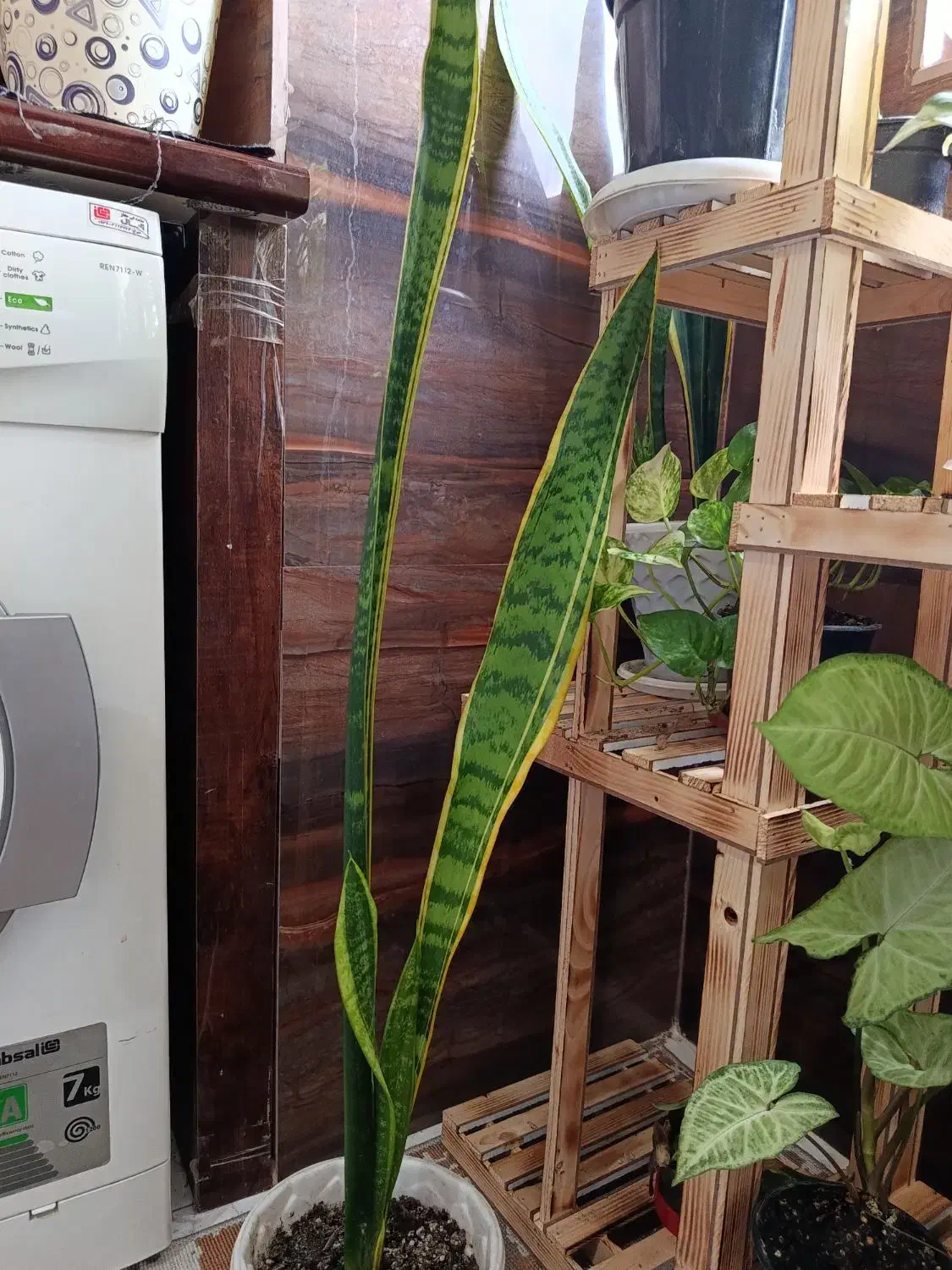 گل سانسوریا|گل و گیاه طبیعی|رشت, پیرکلاچای|دیوار