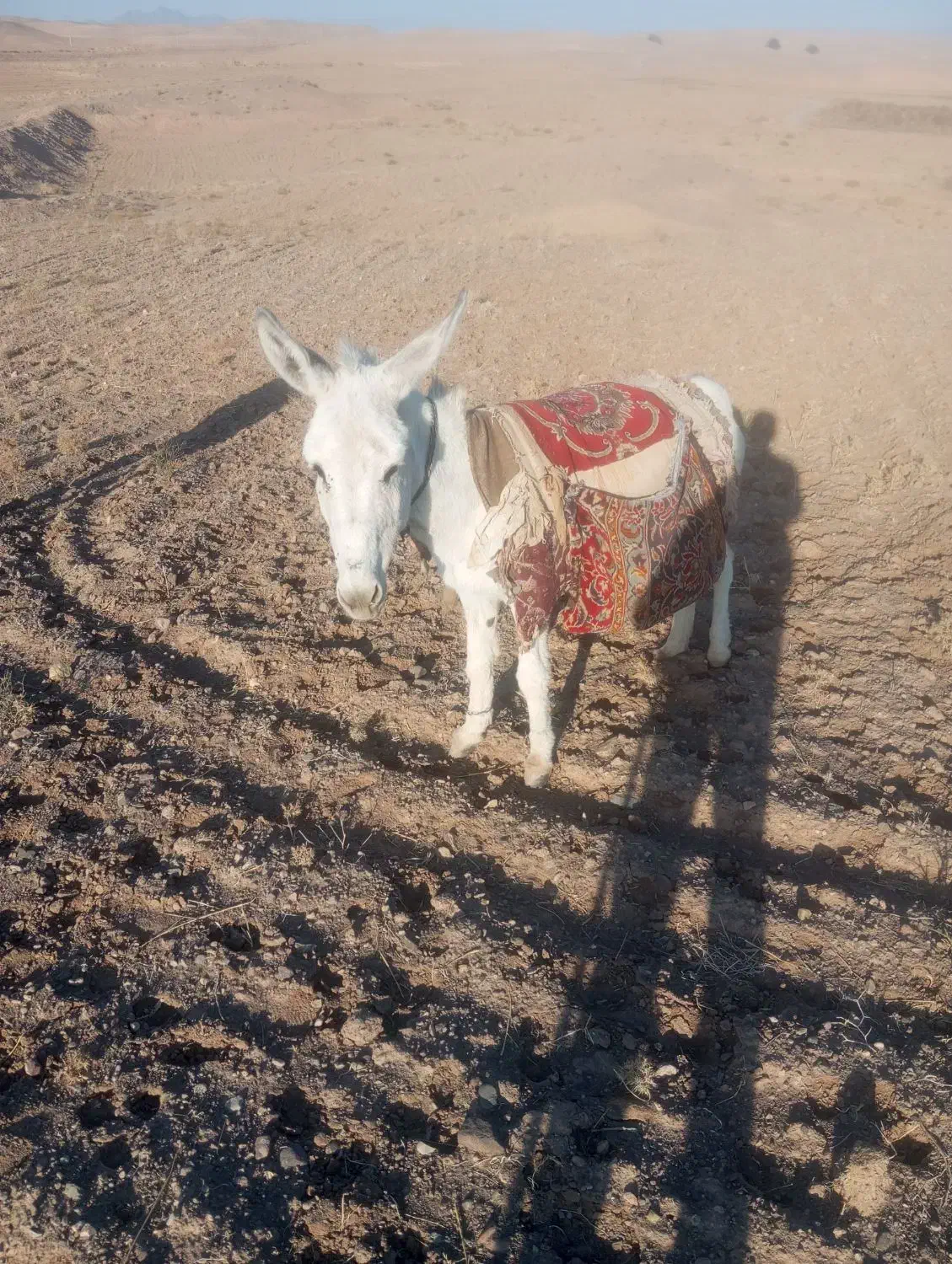 مچخر95000000 میلیون روستای تجرود|حیوانات مزرعه|تربتحیدریه, پائین ولایت|دیوار