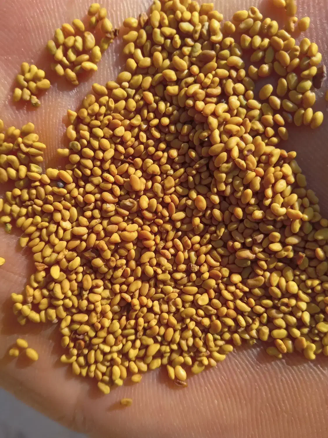 بذریونجه قره یونجه|خدمات باغبانی و درختکاری|میاندوآب, |دیوار