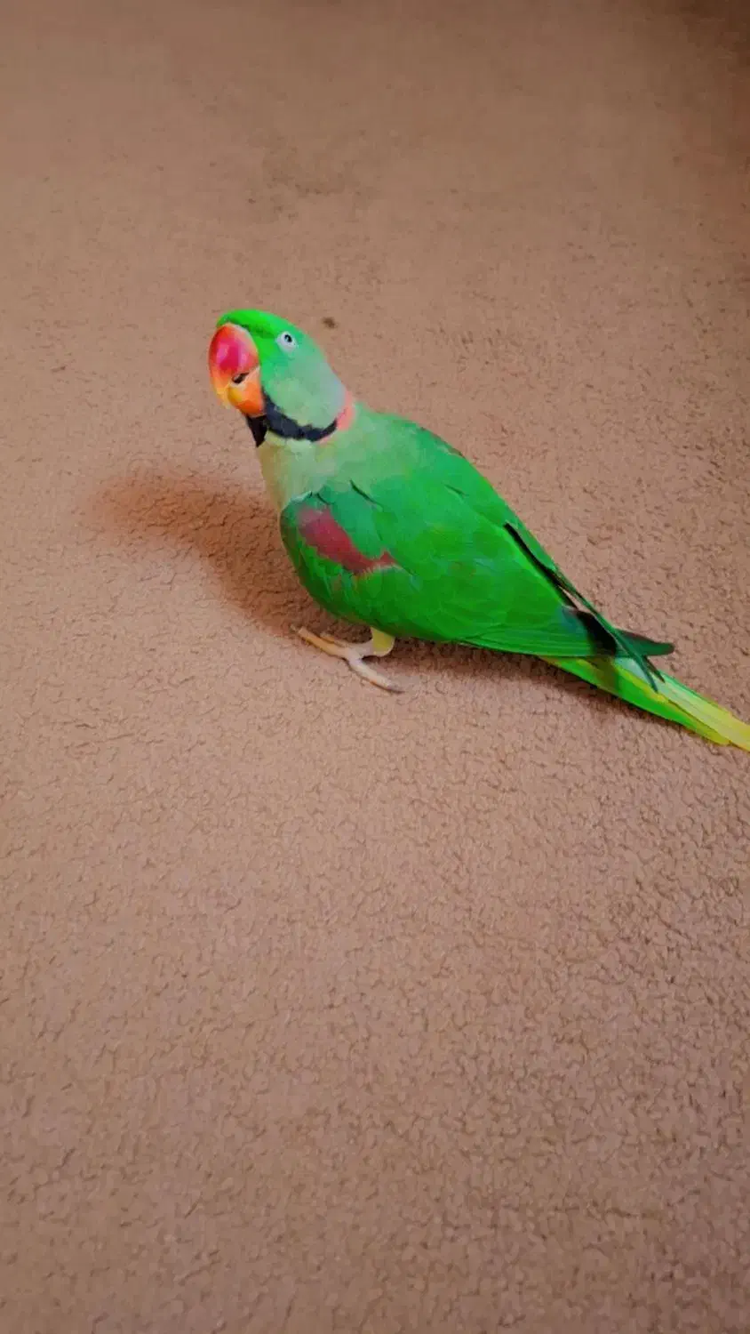 شاه طوطی نر بالغ کاملا آرام سخنگو باهوش بالا|پرنده|کرج, شهرک فهمیده|دیوار