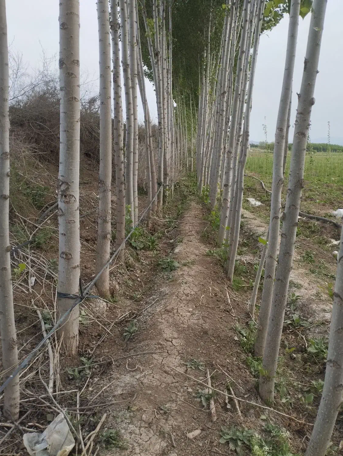 خریدار چوب صنوبر ودرخت میوه ضایعات با قیمت خوب|خدمات باغبانی و درختکاری|دره رود, |دیوار