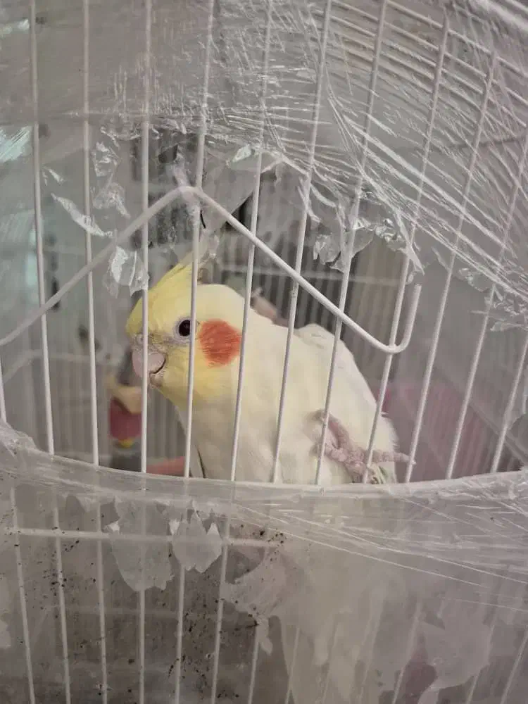 عروس هلندی|پرنده|بندرعباس, |دیوار