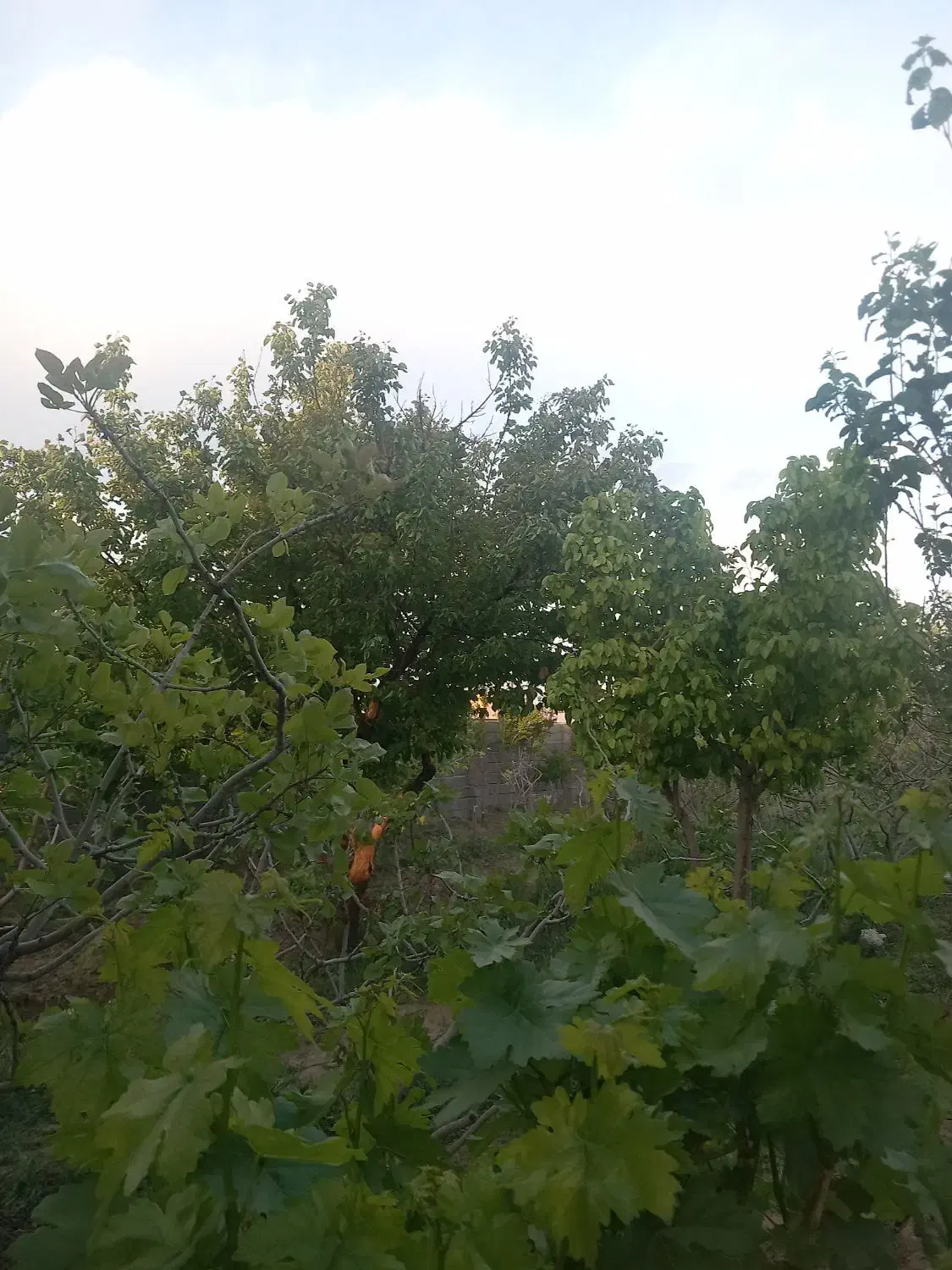 باغ ۱۰ساله|فروش دفتر صنعتی، کشاورزی، تجاری|زاویه, |دیوار