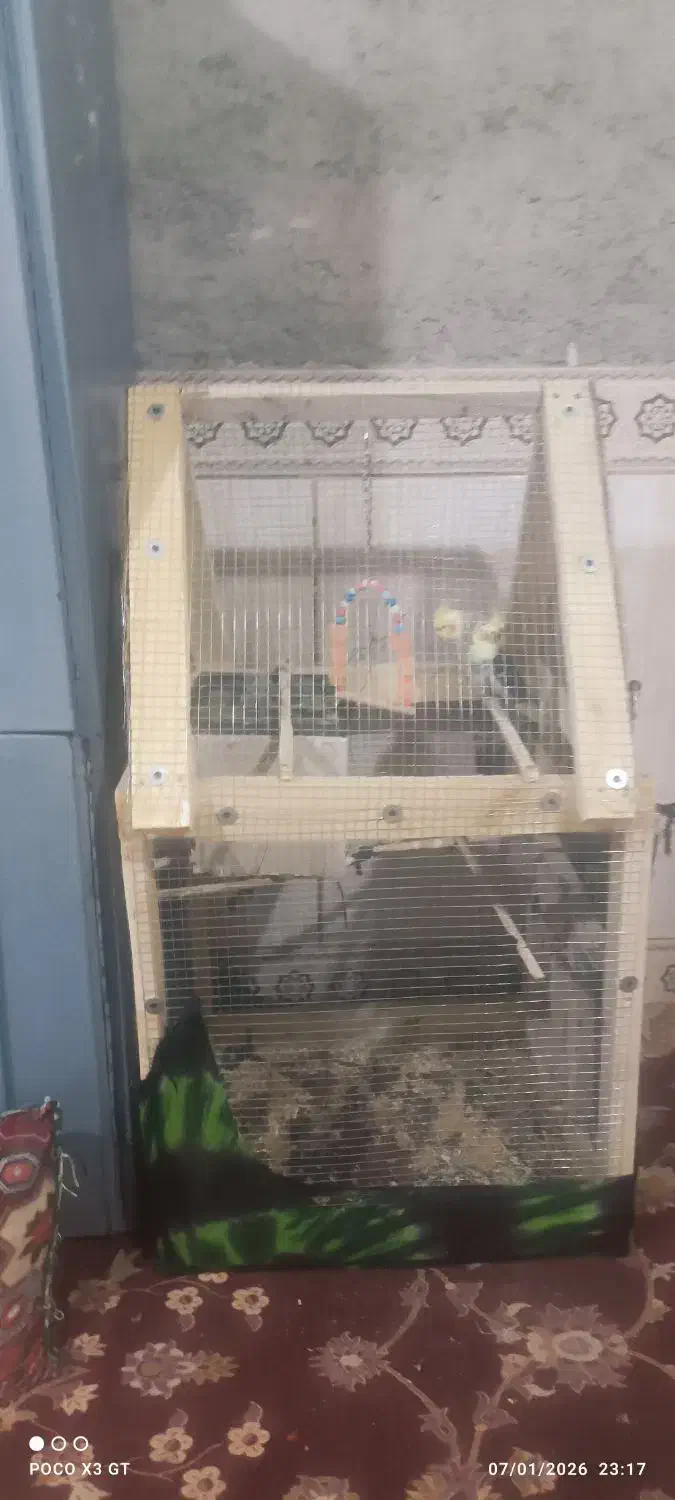 عروس هلندی|پرنده|سراوان, |دیوار