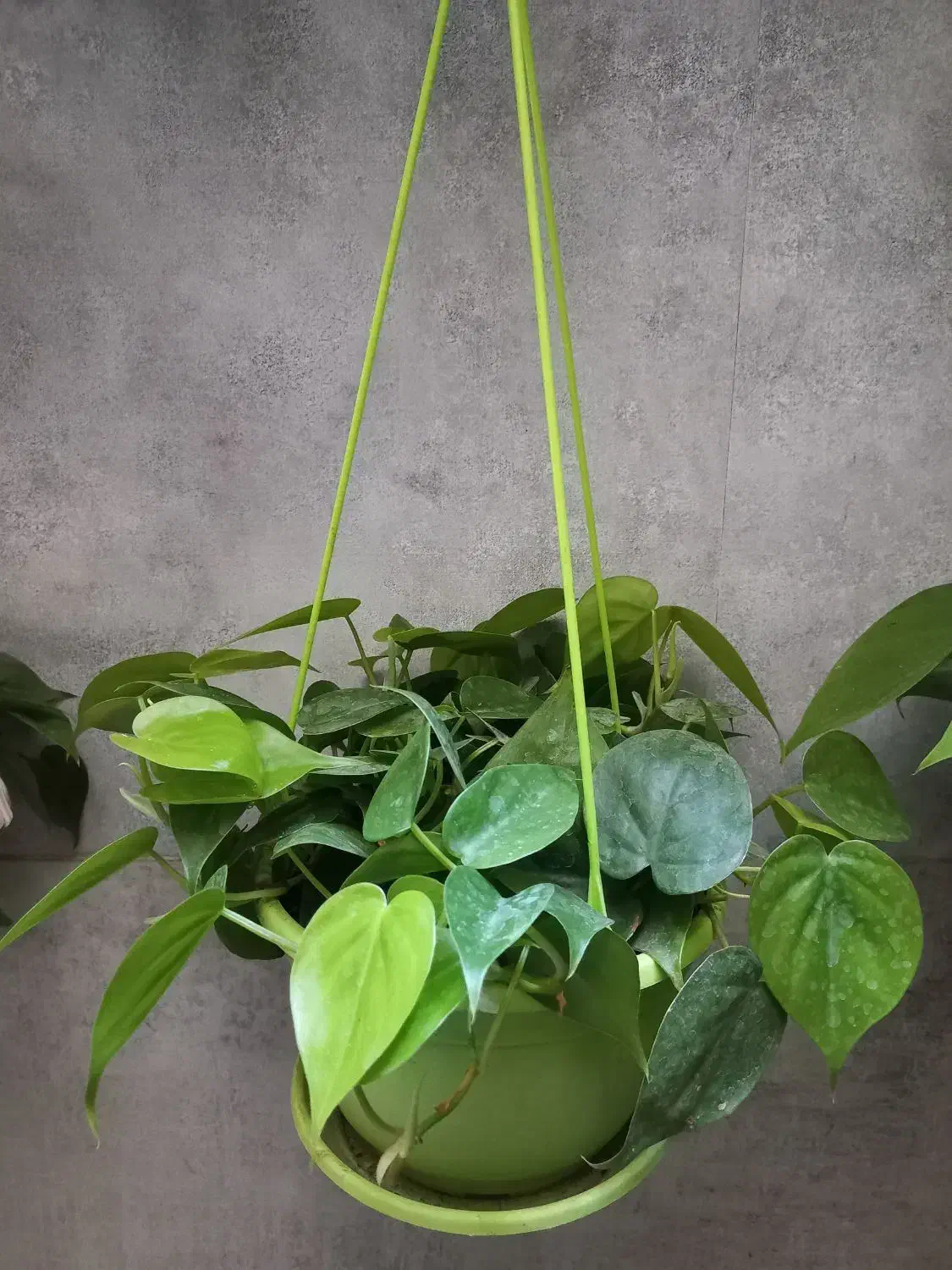 گلدان گیاه اسکاندیس سبز پتوس|گل و گیاه طبیعی|تهران, مجیدیه|دیوار