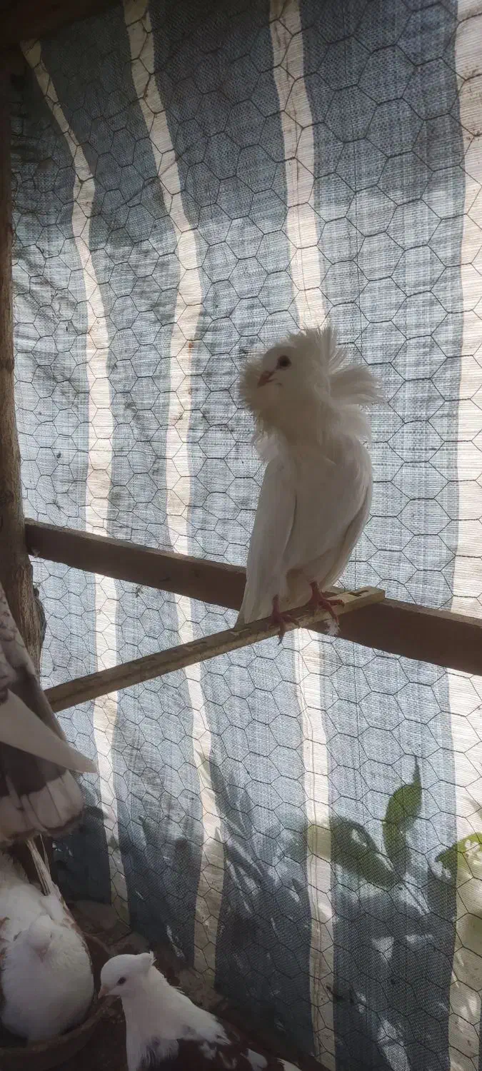 کبوتر زینتی  دم چتری شامپیون بلژیکی|پرنده|رضوانشهر, |دیوار