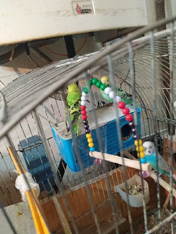 مرغ عشق خاص|پرنده|بندر ماهشهر, |دیوار