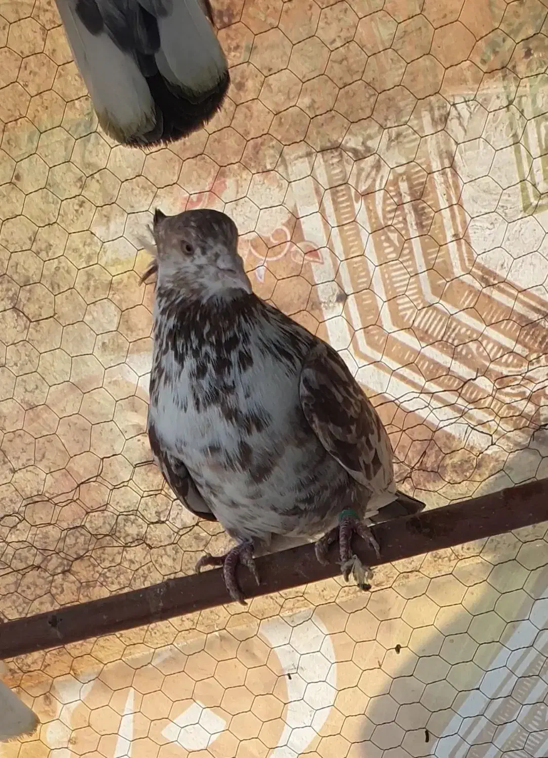 دوتا نر مست قلمکار|پرنده|اصفهان, سرشبادران|دیوار