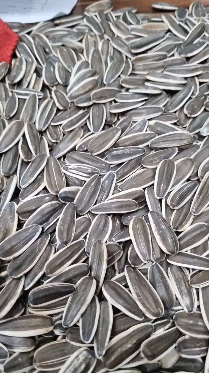 پخش تخمه امیرعلی قرچک ورامین|خوردنی و آشامیدنی|قرچک, زیبا شهر|دیوار