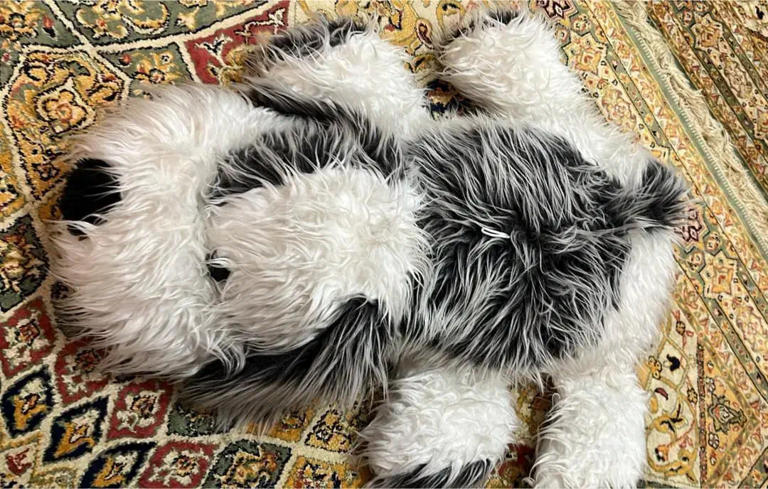 عروسک های زیبا|اسباب‌‌بازی|آمل, |دیوار