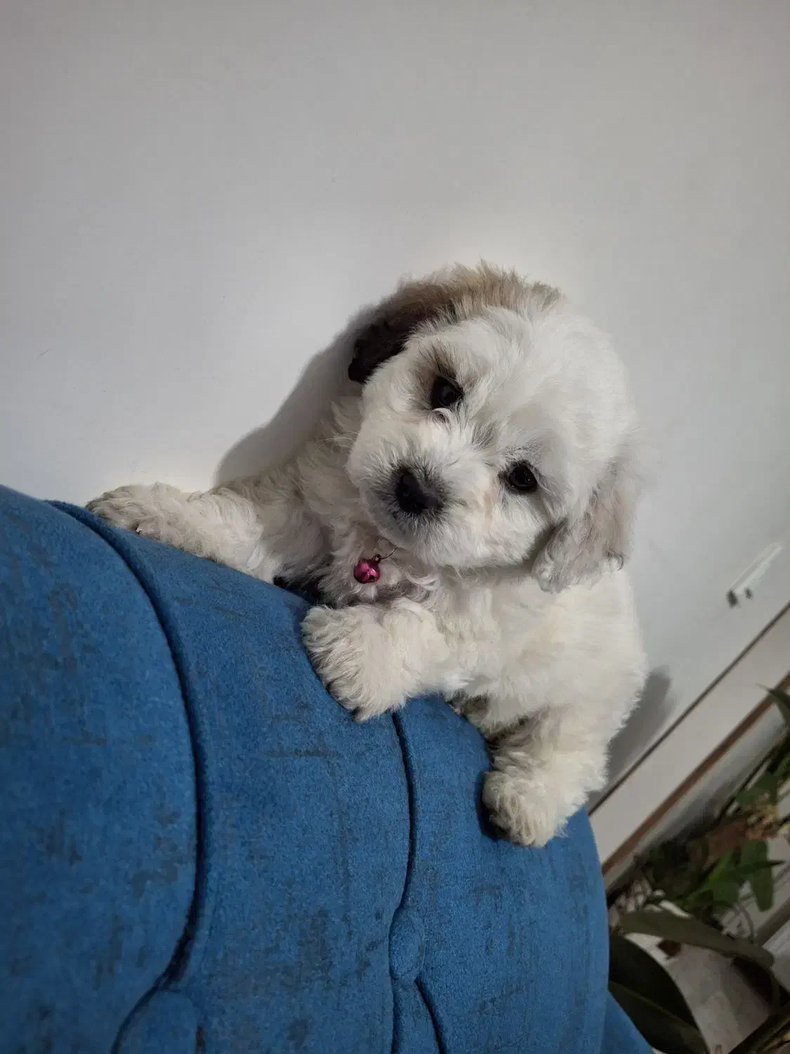 توله سگ مینیاتوری|سگ|پردیس, فاز ۵|دیوار