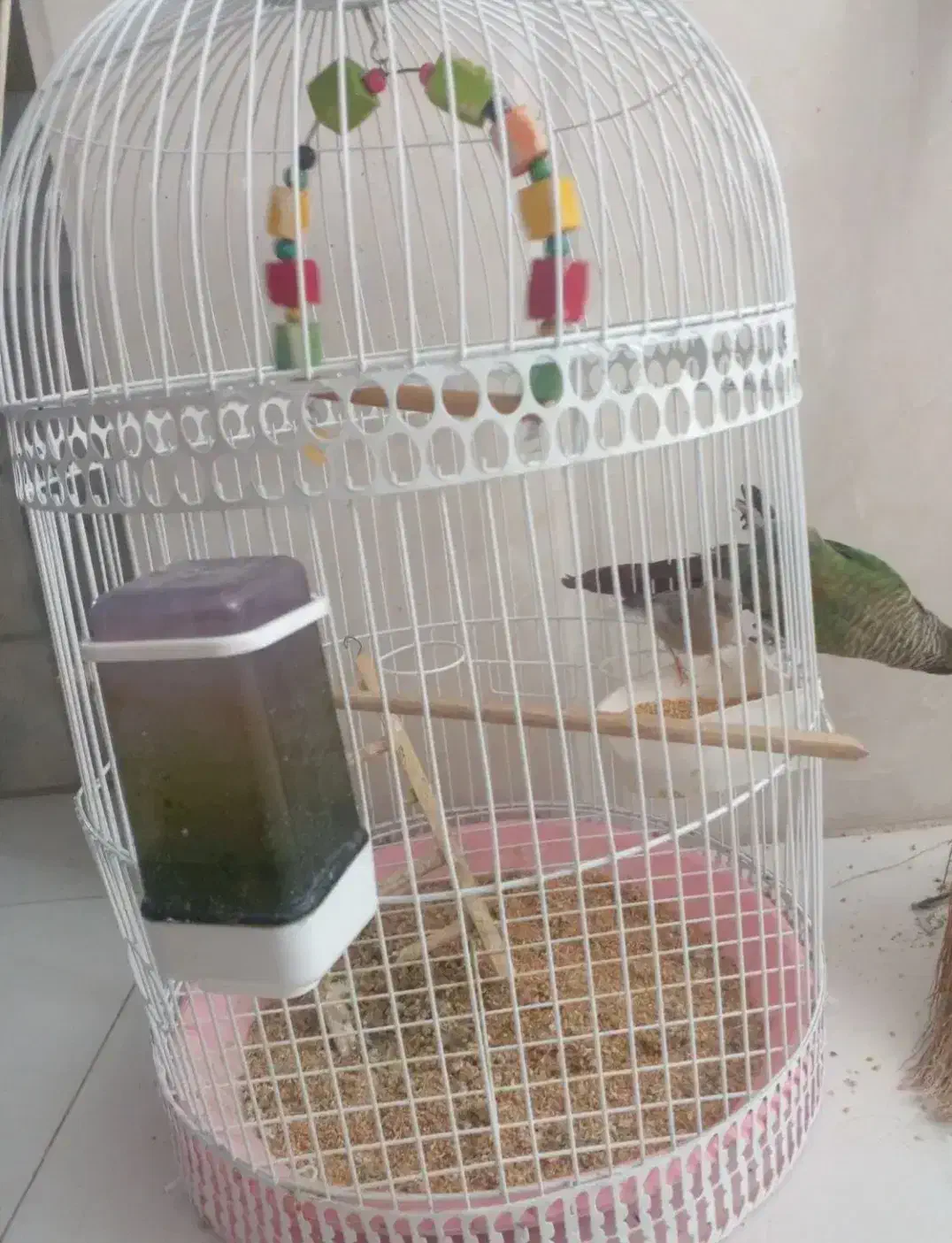 گرینچینگ نر دستی باقفس|پرنده|نیشابور, هفده شهریور|دیوار