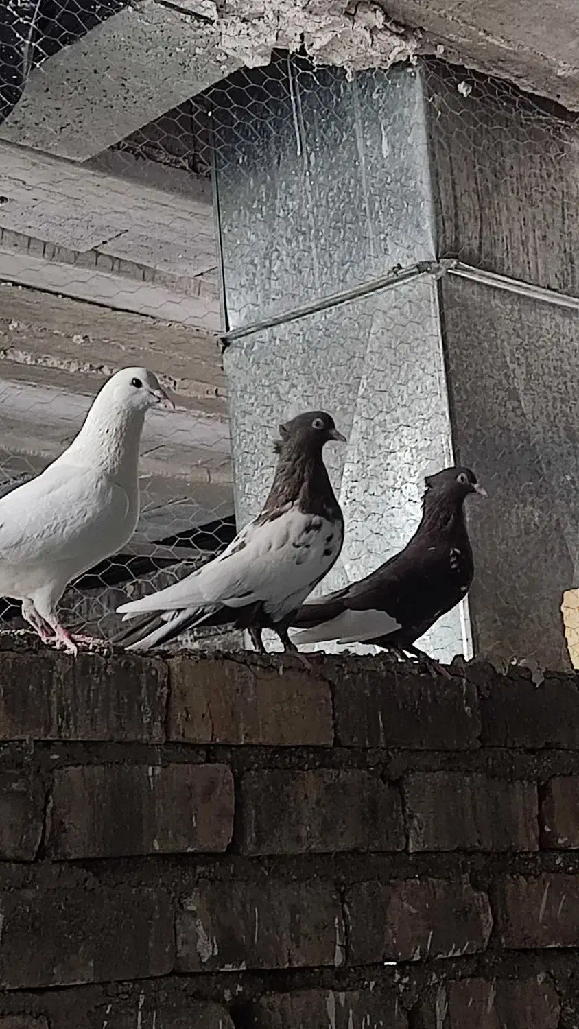 تعدادی کبوتر|پرنده|شیراز, شهرک مهرگان|دیوار