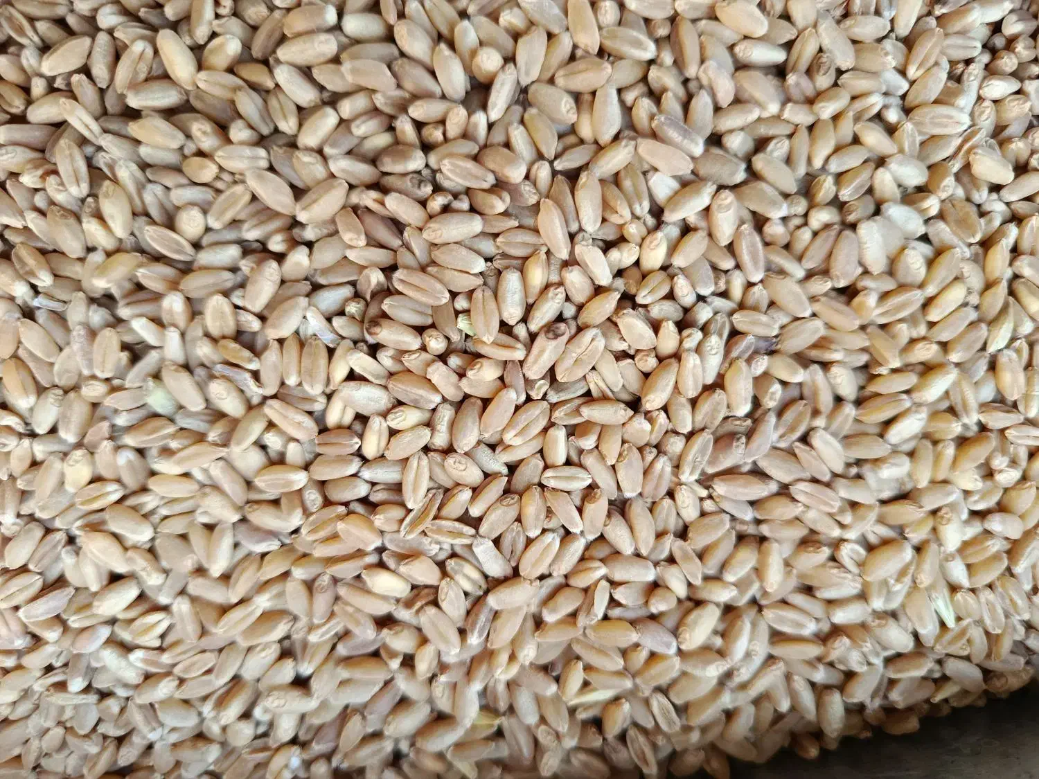 چمران ۲بوجاری رامشیر گندم|عمدهفروشی|بندر ماهشهر, |دیوار